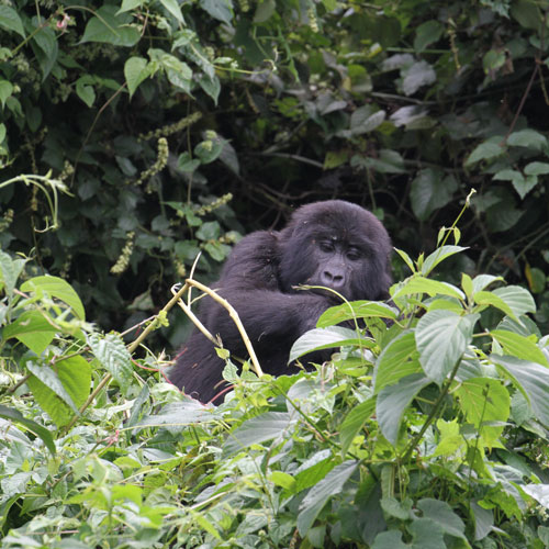 Bwindi forest