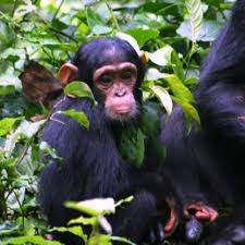 chimpanzee